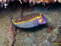 Poisson coffre pintade masculin (Ostracion meleagris)